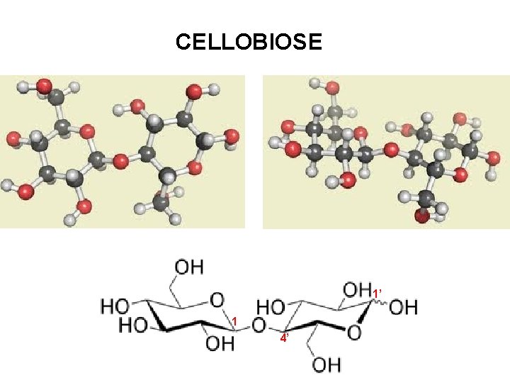 CELLOBIOSE 1’ 1 4’ 