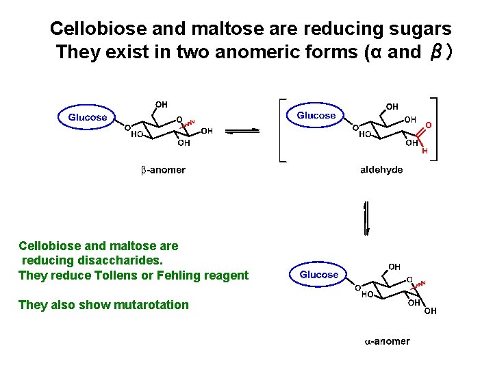 Cellobiose and maltose are reducing sugars They exist in two anomeric forms (α and Cellobiose and maltose are reducing sugars They exist in two anomeric forms (α and