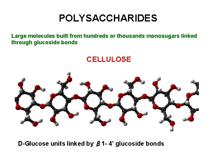 POLYSACCHARIDES Large molecules built from hundreds or thousands monosugars linked through glucoside bonds CELLULOSE