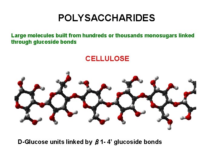 POLYSACCHARIDES Large molecules built from hundreds or thousands monosugars linked through glucoside bonds CELLULOSE POLYSACCHARIDES Large molecules built from hundreds or thousands monosugars linked through glucoside bonds CELLULOSE