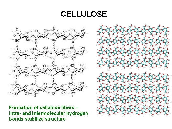 CELLULOSE Formation of cellulose fibers – intra- and intermolecular hydrogen bonds stabilize structure 