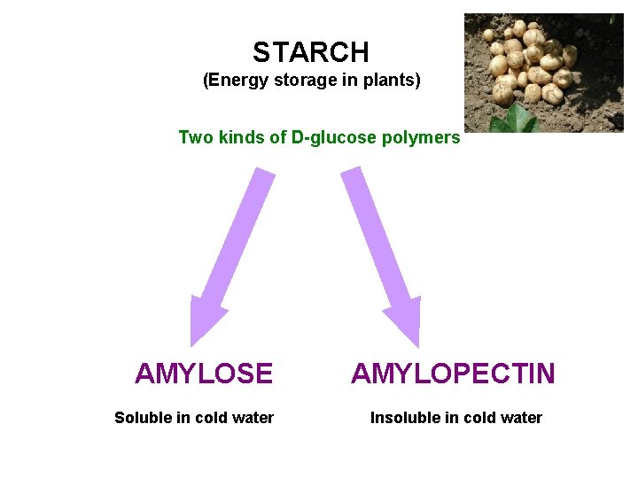 STARCH (Energy storage in plants) Two kinds of D-glucose polymers AMYLOSE Soluble in cold