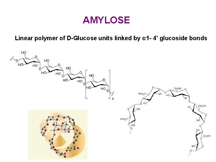 AMYLOSE Linear polymer of D-Glucose units linked by α 1 - 4’ glucoside bonds