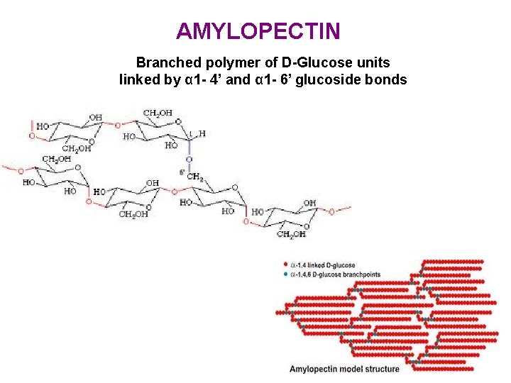 AMYLOPECTIN Branched polymer of D-Glucose units linked by α 1 - 4’ and α AMYLOPECTIN Branched polymer of D-Glucose units linked by α 1 - 4’ and α