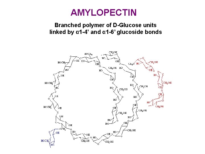 AMYLOPECTIN Branched polymer of D-Glucose units linked by α 1 -4’ and α 1 AMYLOPECTIN Branched polymer of D-Glucose units linked by α 1 -4’ and α 1