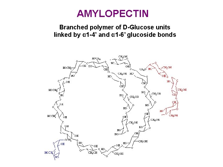 AMYLOPECTIN Branched polymer of D-Glucose units linked by α 1 -4’ and α 1