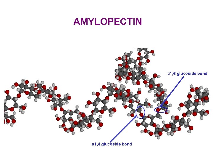 AMYLOPECTIN α 1, 6 glucoside bond α 1, 4 glucoside bond 