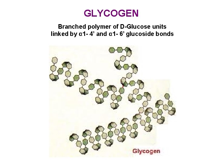 GLYCOGEN Branched polymer of D-Glucose units linked by α 1 - 4’ and α