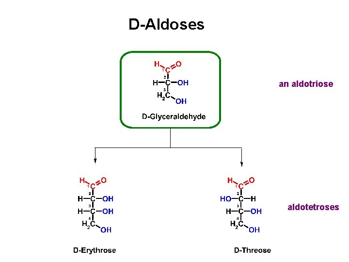 D-Aldoses an aldotriose aldotetroses D-Aldoses an aldotriose aldotetroses