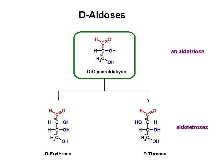 D-Aldoses an aldotriose aldotetroses 