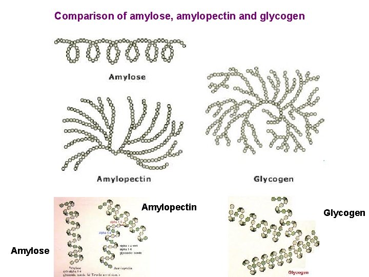 Comparison of amylose, amylopectin and glycogen Amylopectin Amylose Glycogen 