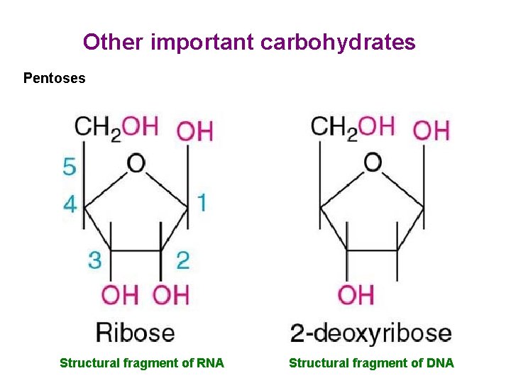 Other important carbohydrates Pentoses Structural fragment of RNA Structural fragment of DNA Other important carbohydrates Pentoses Structural fragment of RNA Structural fragment of DNA