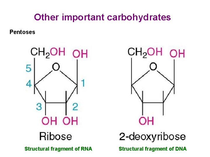 Other important carbohydrates Pentoses Structural fragment of RNA Structural fragment of DNA 