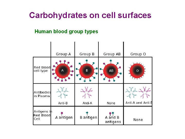 Carbohydrates on cell surfaces Human blood group types 