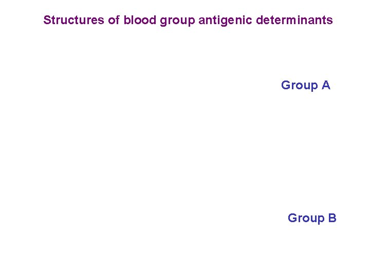 Structures of blood group antigenic determinants Group A Group B 