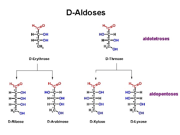 D-Aldoses aldotetroses aldopentoses D-Aldoses aldotetroses aldopentoses