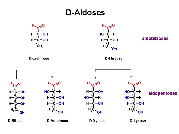 D-Aldoses aldotetroses aldopentoses 