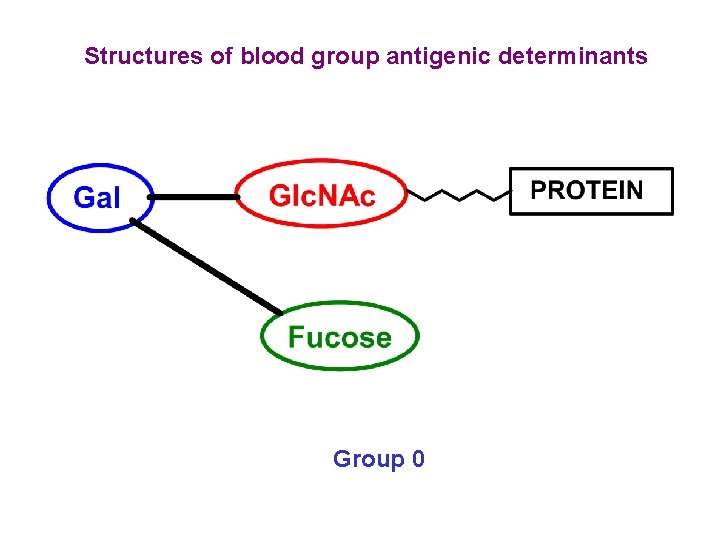 Structures of blood group antigenic determinants Group 0 