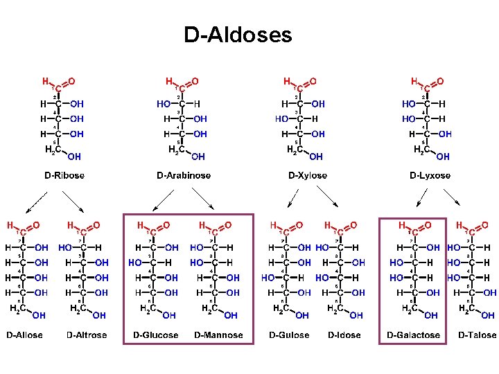 D-Aldoses 