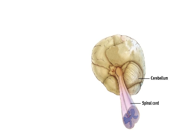 The Cerebellum – helps coordinate voluntary movement and balance 