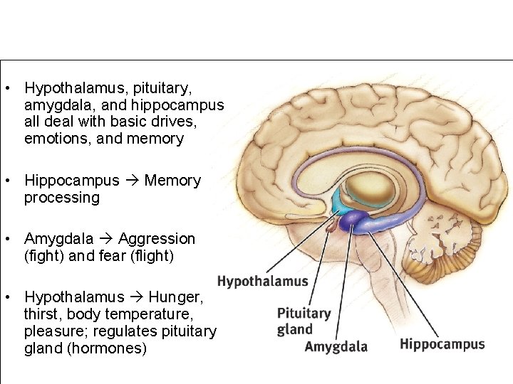 The Limbic System • Hypothalamus, pituitary, amygdala, and hippocampus all deal with basic drives,