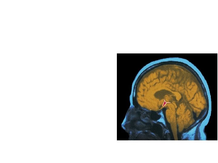 The Limbic System Hypothalamus neural structure lying below (hypo) the thalamus; directs several maintenance