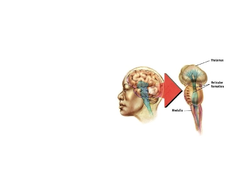 The Brain • Thalamus – the brain’s sensory switchboard, located on top of the