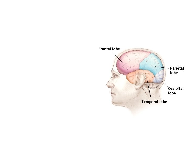 The Cerebral Cortex • Cerebral Cortex – the body’s ultimate control and information processing