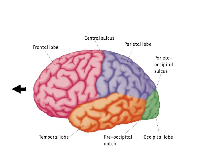 The lobes of the cerebral hemispheres 