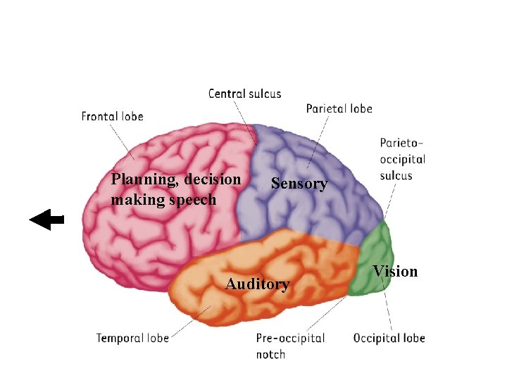 The lobes of the cerebral hemispheres Planning, decision making speech Sensory Auditory Vision 