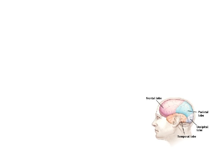 The Cerebral Cortex • Frontal Lobes – involved in speaking and muscle movements and