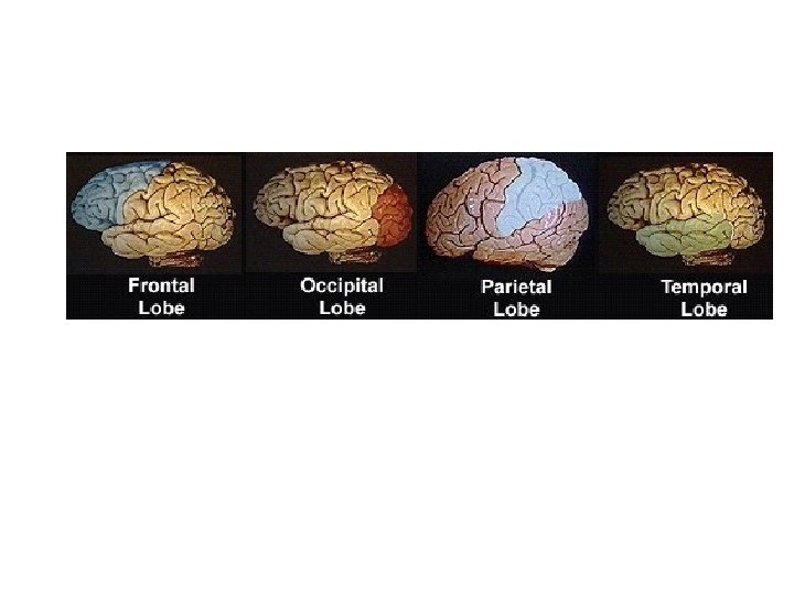 The Cerebral Cortex • • Frontal (Forehead to top) Motor Cortex Parietal (Top to