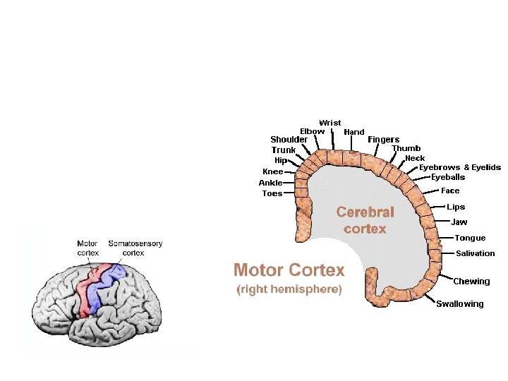 Motor/Sensory Cortex • Contralateral • Homunculus • Unequal representation 