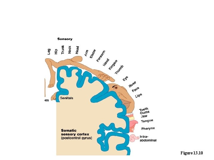 Sensory Areas – Sensory Homunculus Figure 13. 10 