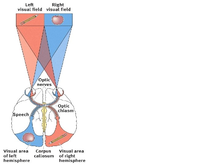 Contra-lateral division of labor • Right hemisphere controls left side of body and visual