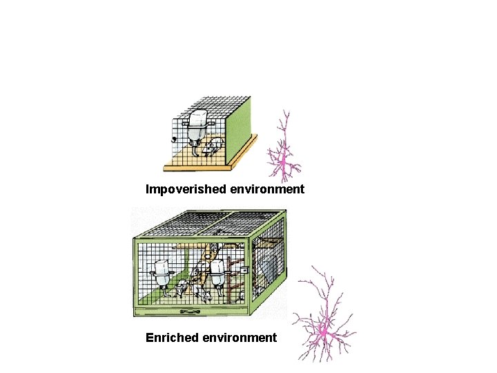 Environmental influences on neuroplasticity Impoverished environment Enriched environment 