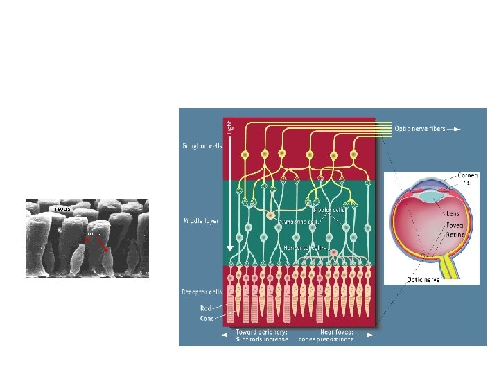 The Retina The retina at the back of the eye is actually part of