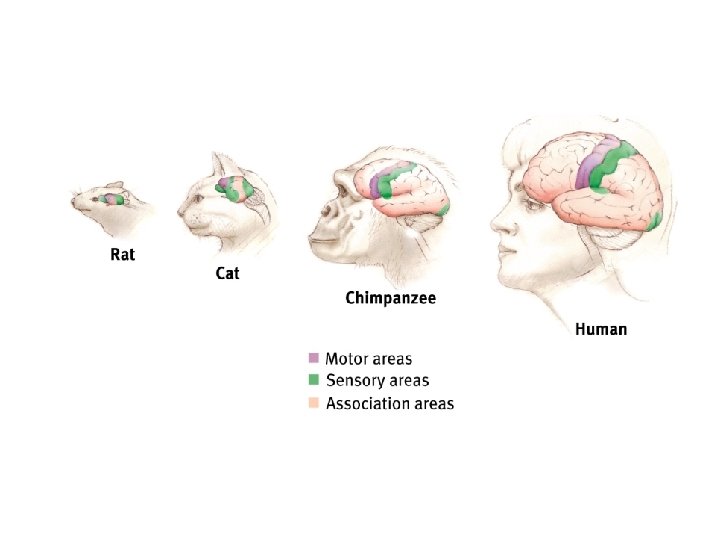 Evolution of the Brain Reptilian Paleomammalian Neomammalian 