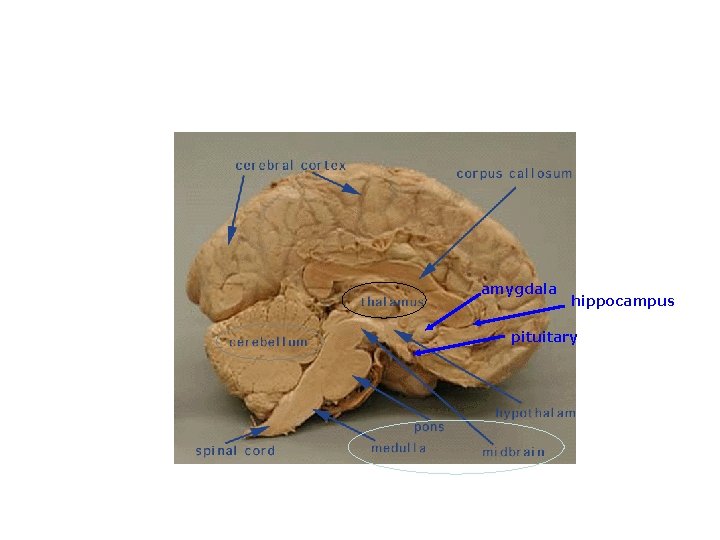 Parts of the Brain THALAMUS Relays messages amygdala hippocampus pituitary CEREBELLUM Coordination and balance