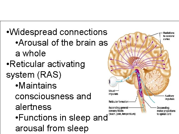 Reticular Formation • Widespread connections • Arousal of the brain as a whole •