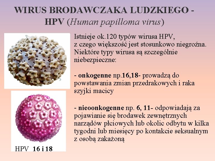 WIRUS BRODAWCZAKA LUDZKIEGO - HPV (Human papilloma virus) Istnieje ok. 120 typów wirusa HPV,