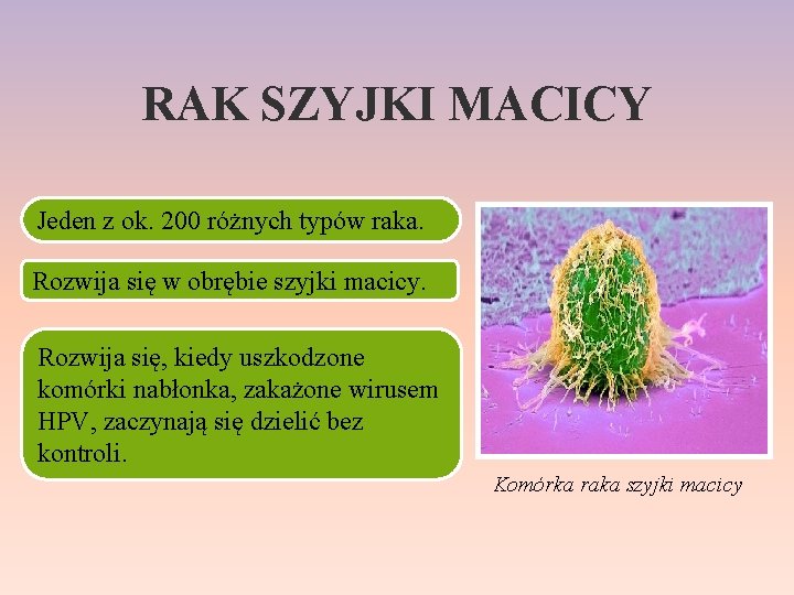 RAK SZYJKI MACICY Jeden z ok. 200 różnych typów raka. Rozwija się w obrębie