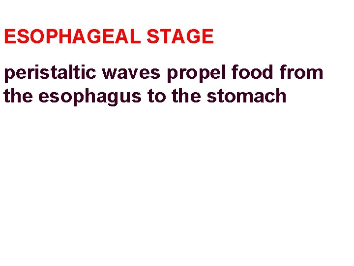 ESOPHAGEAL STAGE peristaltic waves propel food from the esophagus to the stomach 