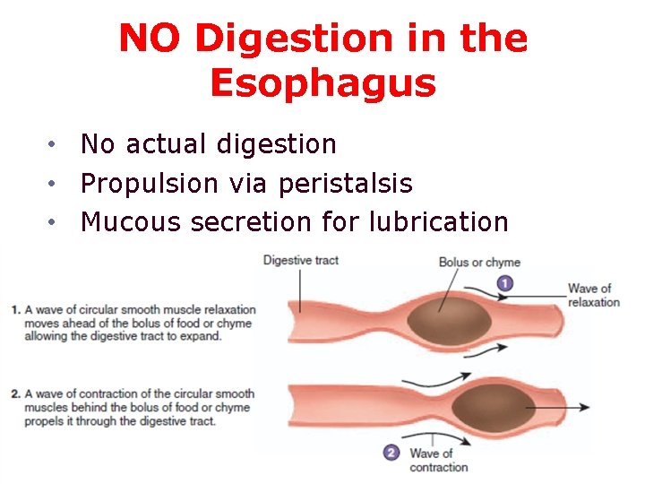 NO Digestion in the Esophagus • No actual digestion • Propulsion via peristalsis •