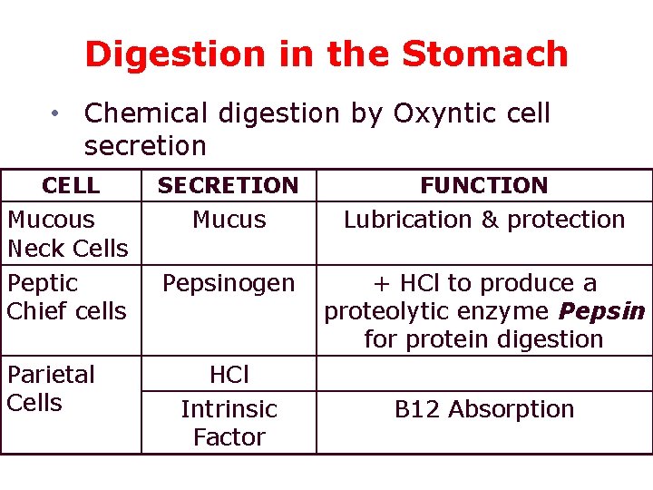 Digestion in the Stomach • Chemical digestion by Oxyntic cell secretion CELL SECRETION FUNCTION