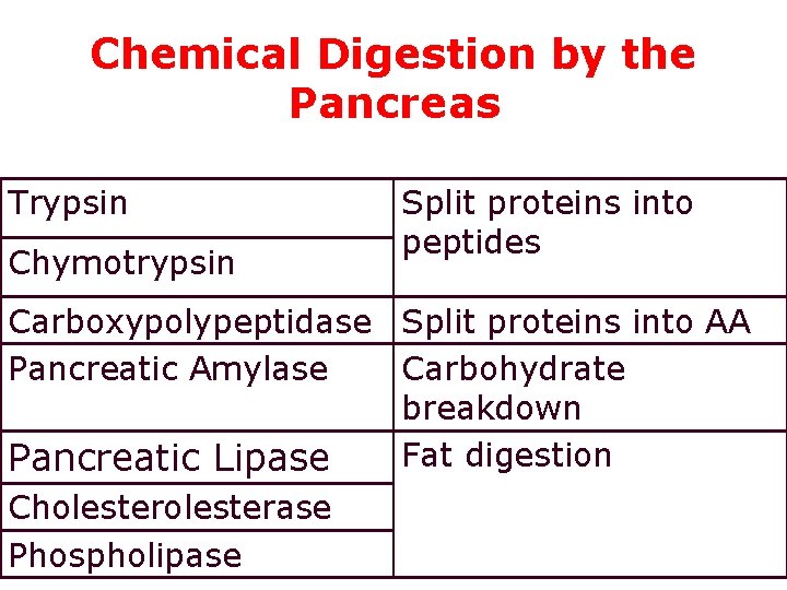 Chemical Digestion by the Pancreas Trypsin Chymotrypsin Split proteins into peptides Carboxypolypeptidase Split proteins