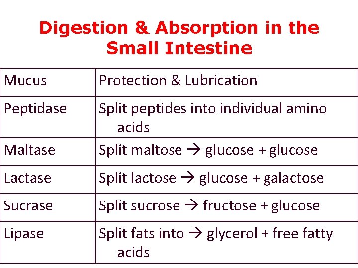 Digestion & Absorption in the Small Intestine Mucus Protection & Lubrication Peptidase Maltase Split
