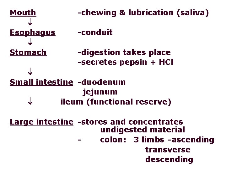 Mouth Esophagus Stomach -chewing & lubrication (saliva) -conduit -digestion takes place -secretes pepsin +