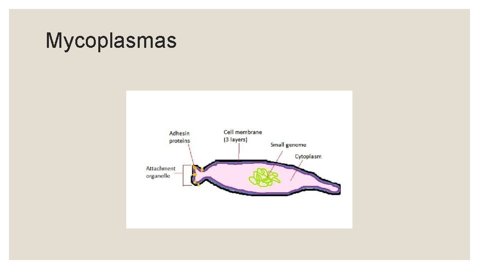 Mycoplasmas 