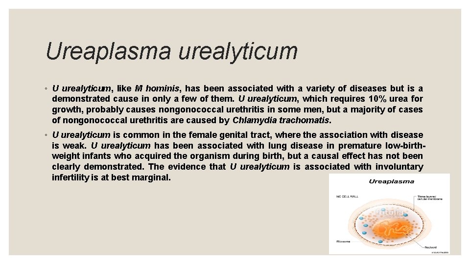 Ureaplasma urealyticum ◦ U urealyticum, like M hominis, has been associated with a variety